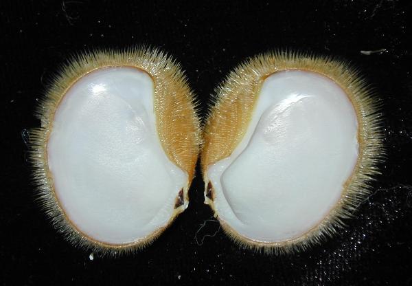 Photo of Limopsis vaginata by Aaron Baldwin